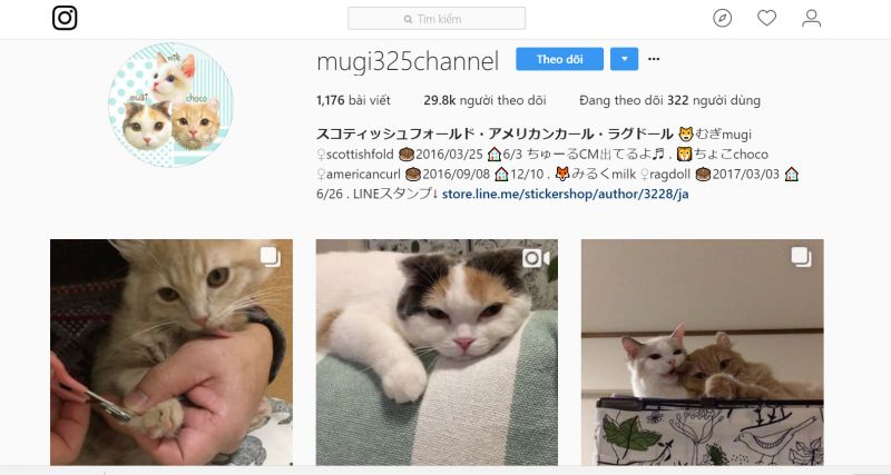 meo scottish fold (1).jpg